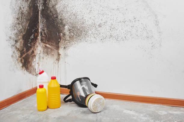 Best Certified Mold Removal  in Lakeland, MN