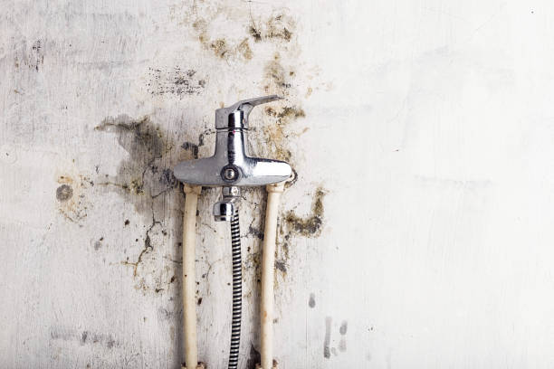 Best Black Mold Removal  in Lakeland, MN