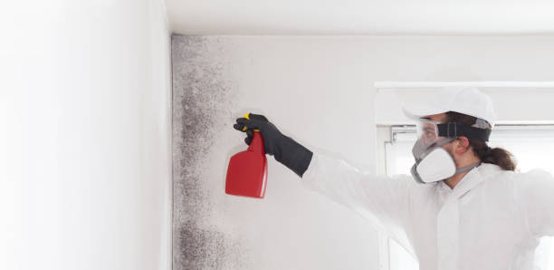Certified Mold Removal in Lakeland, MN