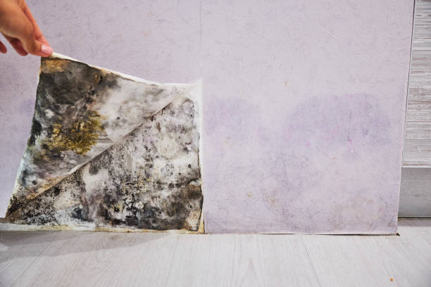 Best Residential Mold Removal  in Lakeland, MN